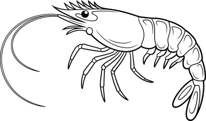 Hand-drawn shrimp illustration in black and white, seafood line art for coloring book, crustacean clipart image, detailed marine animal outline, printable