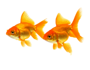 Two Goldfish Swimming in Opposite Directions, Angled Perspective, isolated on white background png