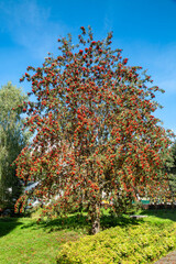 Naklejka premium A tall, beautiful mountain ash tree with red berries against a blue sky on a clear sunny day. Flora plants flowers.