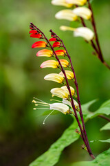 Ipomoea lobata a summer flowering climber plant with a red yellow summertime flower commonly known as Spanish flag, gardening stock photo image
