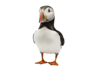 A charming atlantic puffin with distinctive colorful beak standing proudly isolated on transparent background