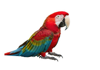 Obraz premium Vibrant green winged macaw parrot perched gracefully isolated on transparent background