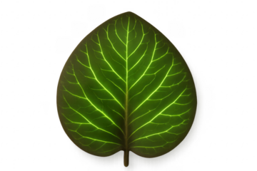 Glowing green leaf with transparent background showing veins structure
