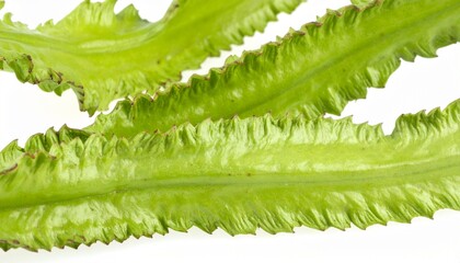 Winged Beans on Isolated White Background &ndash; Angular Green Pods with Four-Sided Ridges and Natural Macro Detail