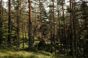 Pine forest landscape in Divcibare, Serbia with tall trees on a hillside