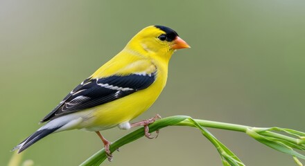 Naklejka premium American Goldfinch perched on a green branch showing black and white wing feathers