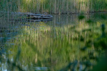 unstable, hand made footbridge over the pond. Latvia countryside, summer. Grass and tree reflections in calm lake water