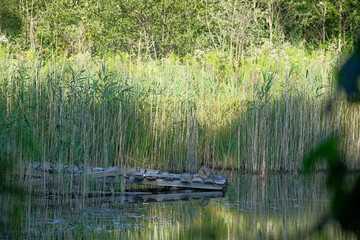 unstable, hand made footbridge over the pond. Latvia countryside, summer. Grass and tree reflections in calm lake water