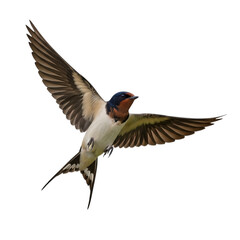 Fototapeta premium Barn swallow in mid flight with wings spread wide isolated on transparent background