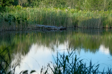 unstable, hand made footbridge over the pond. Latvia countryside, summer. Grass and tree reflections in calm lake water