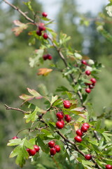 Crataegus . Wei&szlig;dorn Beeren . Hagedorn . Hawthorn Fruits