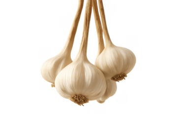 Bunch of garlic bulbs hanging with transparent background