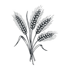 Fototapeta premium Harvesting wheat agriculture in the field illustrative artwork organic environment view natural concept. Vector illustration