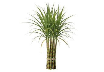 Sugarcane plant isolated on transparent background, a sweet crop