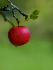 Roter Apfel am Baum, freigestellter Hintergrund