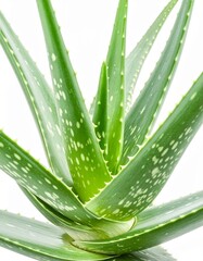 Fototapeta premium Fresh Green Aloe Vera Plant with Thick Leaves and Natural Texture Isolated on White Background for Botanical Object, Herbal Medicine and Tropical Nature Concept