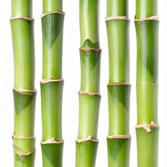 Obraz premium Fresh Green Bamboo Stalks with Natural Texture and Vertical Growth Isolated on White Background for Botanical Object, Asian Plant and Tropical Nature Concept