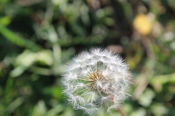 Stunning Dandelion Close-Up: Nature's Delicate Beauty