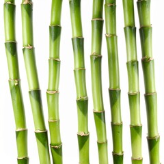 Fototapeta premium Fresh Green Bamboo Stalks with Natural Texture and Vertical Growth Isolated on White Background for Botanical Object, Asian Plant and Tropical Nature Concept