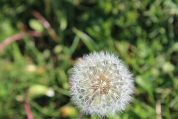 Stunning Dandelion Close-Up: Nature's Perfect Sphere