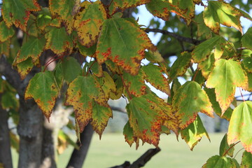 Autumn Maple Leaves: Colorful Fall Foliage Photography