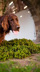 Irish Setter dog in a garden