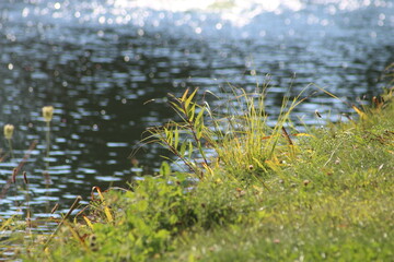 Serene Pondside: Tranquil Nature Photography