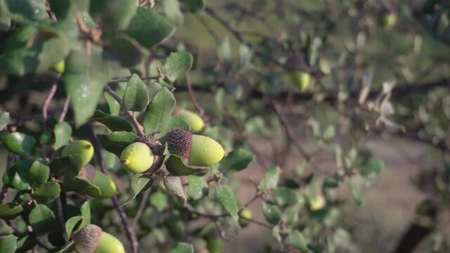 Green acorns ripening on the tree, closeup.