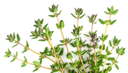 Fresh thyme sprigs, vibrant green,  clusters of leaves and buds against white