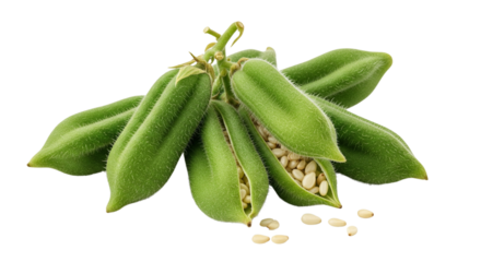 Fresh sesame pods isolated on transparent png	

