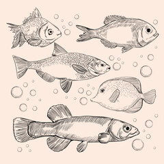 Seafood vector design illustration
