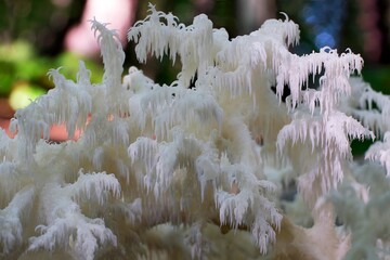 A beautiful unusual mushroom that looks like a coral - Hericium coralloides, commonly known ascoral...