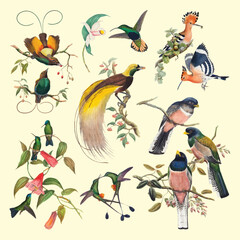 birds vector design illustration
