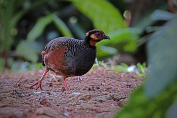 Malayan Hill Partridge