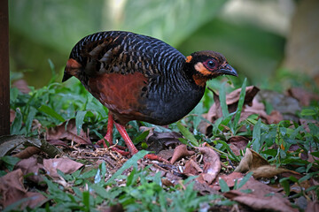 Malayan Hill Partridge