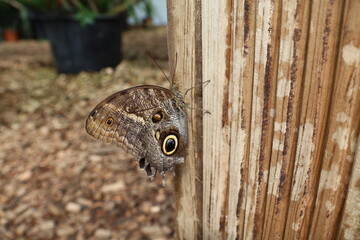 butterfly on a wooden wall