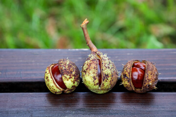 Partially opened horse chestnuts with sharp, textured shells lie on a wooden bench in a city park. The image highlights the intricate structure and natural charm of these unique seed pods.
