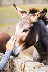 Close-up of a gentle donkey interacting with a human hand, showcasing the bond between animals and people in a serene outdoor setting with soft natural light