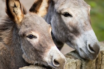Two gray donkeys with expressive eyes are standing close together by a stone wall, showcasing their...