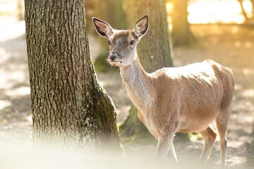 Female deer standing gracefully near a tree in a sunlit forest, showcasing natural beauty and serene wildlife in a peaceful environment with soft sunlight filtering through the leaves