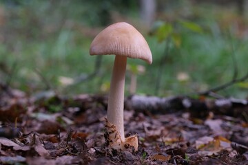 Amanita fulva, commonly referred to as the Tawny Grisette growing in forest. It is not poisonous mushroom. It is edible and tasty.