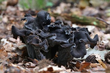 Group of late autumn mushrooms Craterellus cornucopioides (horn of plenty, black chanterelle, trompette de la mort) is growing in forest among dry leaves. © Iwona