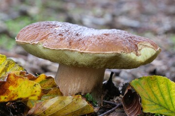 Single mushroom Boletus edulis, also known as  penny bun, cep, porcino or porcini in forest. Edible and very tasty, among colrful autumn leaves