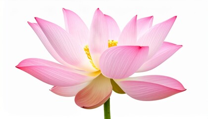 Pink Lotus Flower with Wide Petals and Sacred Symbolism Isolated on White Background for Botanical Object, Asian Nature and Spiritual Decoration Concept