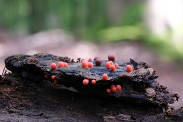  Amazing pink slime mold Lycogala conicum - slime molds are interesting organisms between mushrooms and animals 