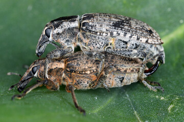 Sugar beet weevil (Asproparthenis punctiventris, formerly in genus Bothynoderes). A pair during mating.
