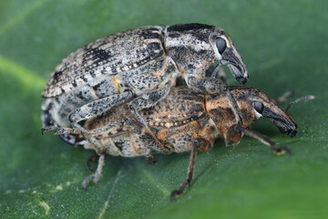 Sugar beet weevil (Asproparthenis punctiventris, formerly in genus Bothynoderes). A pair during mating.