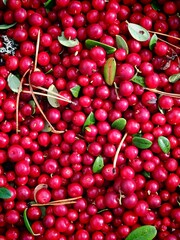 Freshly picked lingonberries with leaves and pine needles