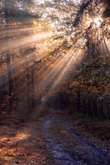 Obraz premium autumn forest with sun rays