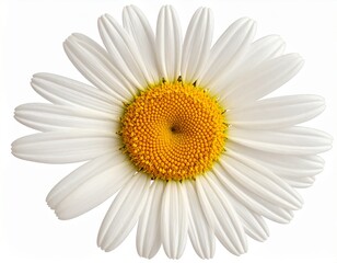 White Daisy Flower with Yellow Center and Fresh Petals Isolated on White Background for Botanical Object, Garden Blossom and Summer Floral Concept